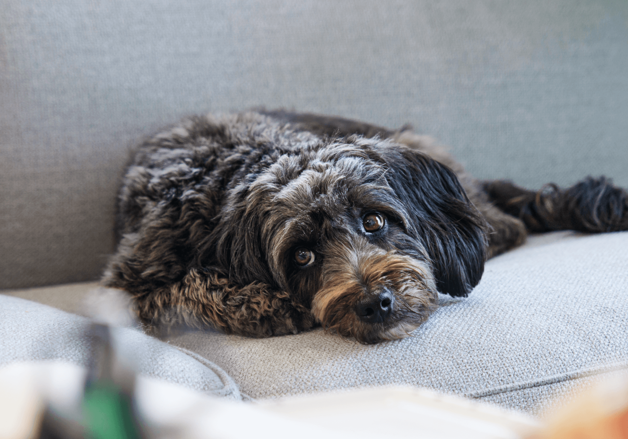 malu unser designerhund